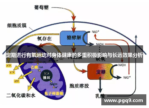 定期进行有氧运动对身体健康的多重积极影响与长远效果分析